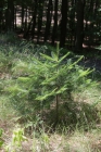 directory_images/Pflanzen im Spreewald/7 Laubbaeume und Straeucher/Kieferngewaechse/Douglasie-Gewoehnliche-1d_Pseudotsuga-menziesii.jpg